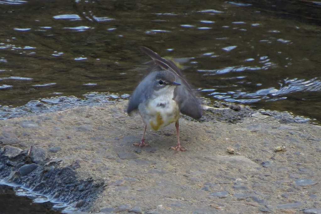 515