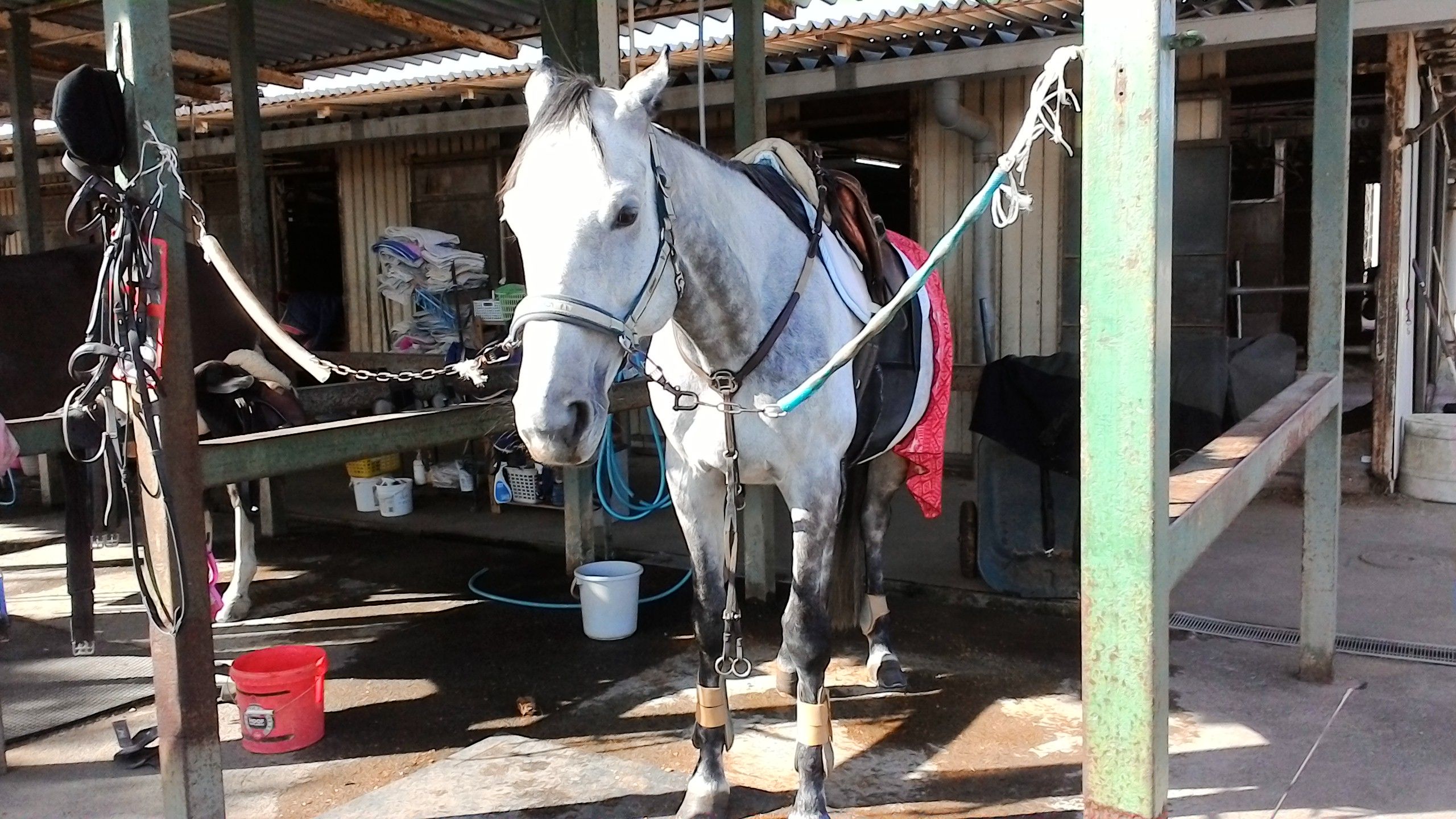 3ページ目の 乗馬 鹿嶋で悠々のブログ 楽天ブログ