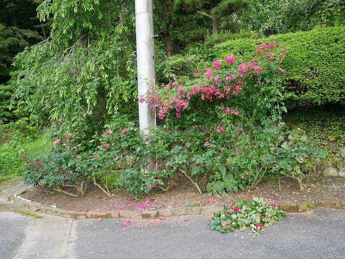 誘引したキングの花後の剪定 どなたかな 頂いた挿し木の薔薇が開花 ピーチヒルの薔薇日記 楽天ブログ