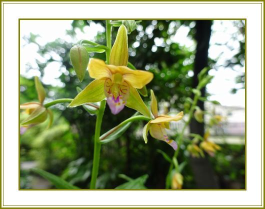 令和２年６月23日）柿蘭の花は控えめ夏座敷♪ | 花の歳時記 （天南星の魅力＆山野草） - 楽天ブログ