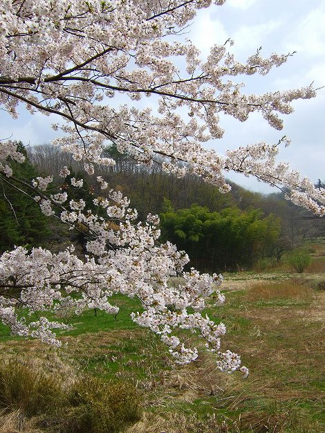 白石市斎川の桜