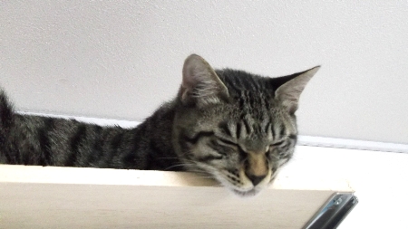 すずひめ　12月14日　最上段　睡眠中.jpg