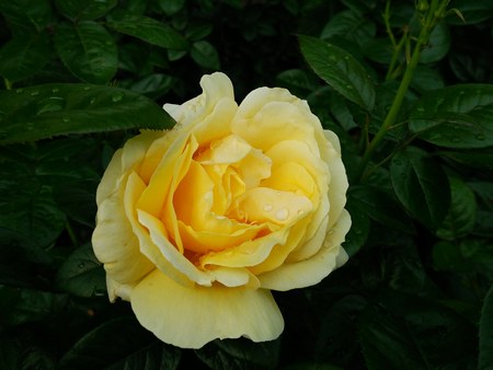1バラ園黄バラ１450.jpg
