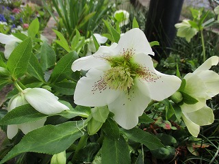 IMG_8623ss.jpg