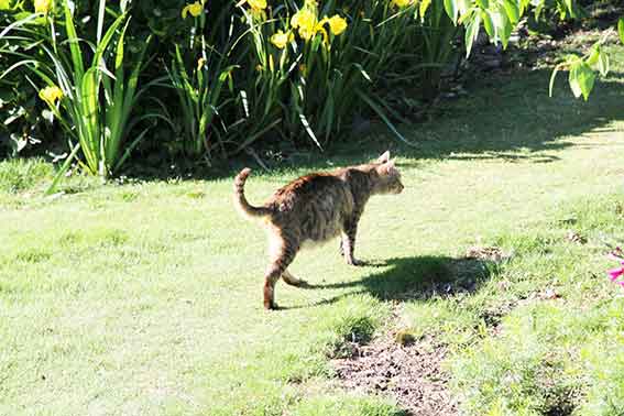 我が家のニャンコ♪2016/5/22-3