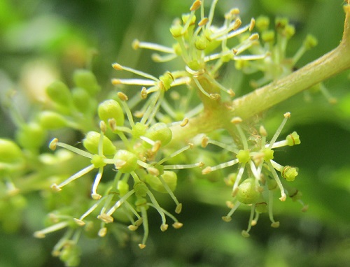 キクバエビヅル（菊葉蝦蔓）