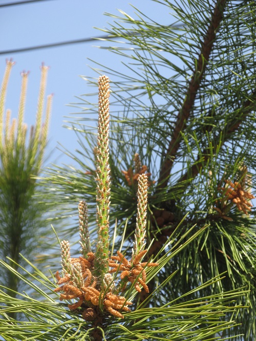 クロマツ(黒松)の樹に花が咲き始めていた。 | 気ままな生活 - 楽天ブログ