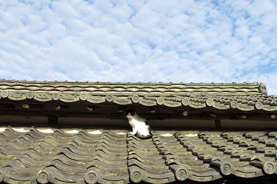 我が家のニャンコ♪2015/9/13-3