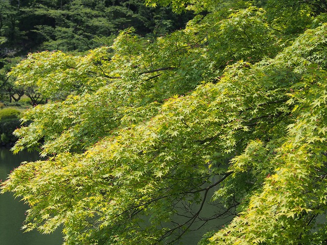 P5010381.jpg