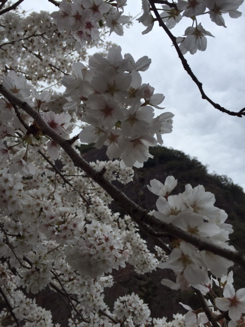 一枚岩（桜.jpg