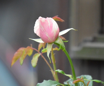2012年6月 023.jpg