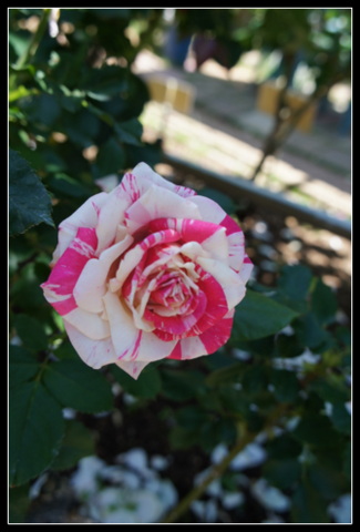 DSC03656.JPG