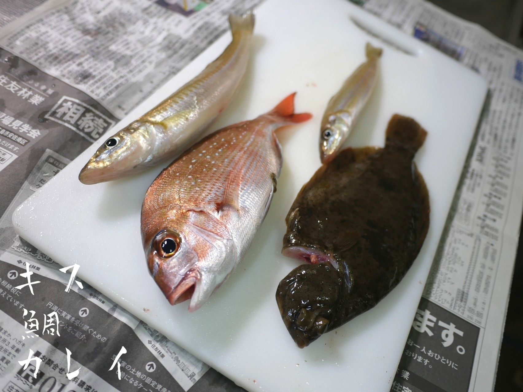 19 21匹目 釣りたて鮮度抜群 キス 鯛 カレイ 若葉マークのお魚クック 楽天ブログ