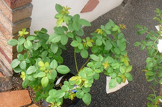 P1350203ss.jpg