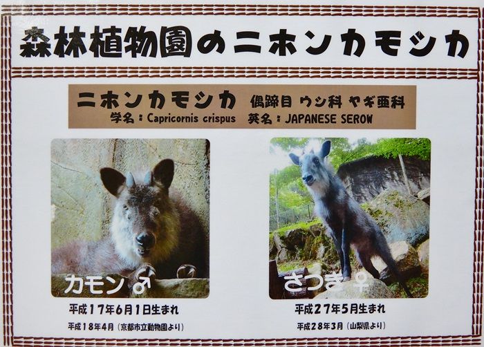 カモシカ園4