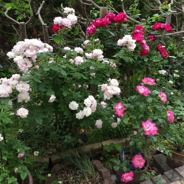 rblog-20170524235026-02.jpg