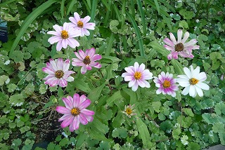 P1050592ss.jpg