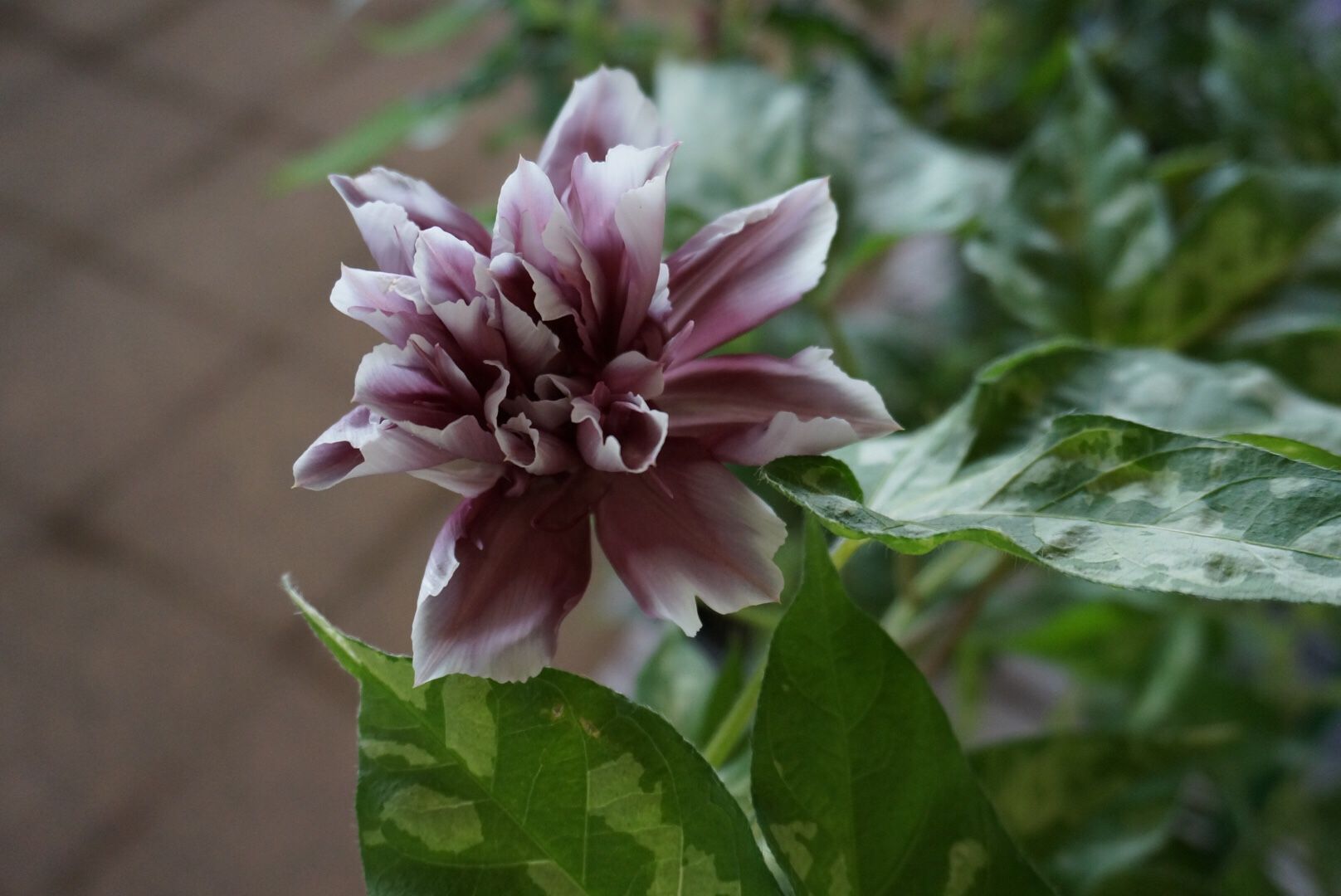 植物園巡り 庭ぐらし 楽天ブログ