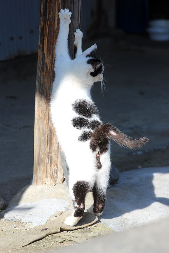 我が家のニャンコ♪2015/1/18-3