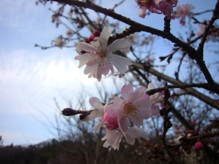 P1130735（早咲き桜）.jpg