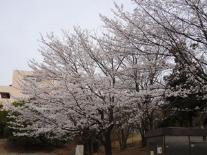 前田公園の桜