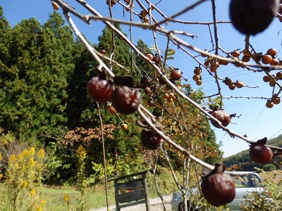 PA300019.JPG