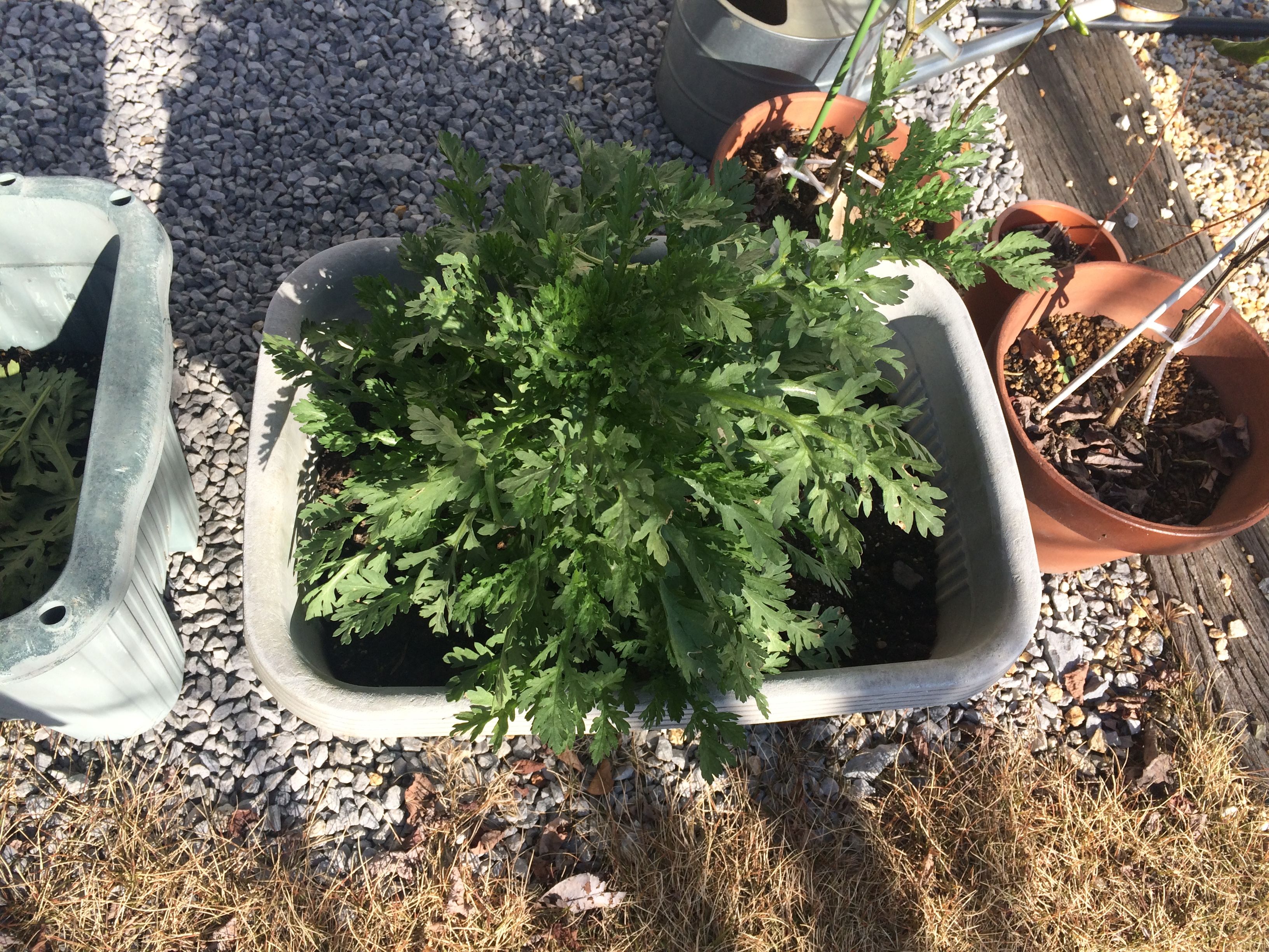 冬の野菜 春菊はウサギも大好き 吉田屋の園芸ブログ 楽天ブログ