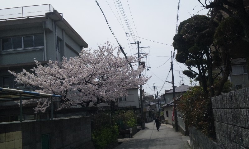 近所の桜満開２.jpg