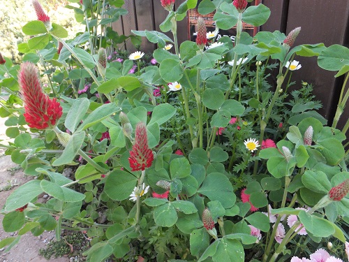 ストロベリーキャンドル