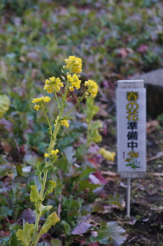DSC06158b20160202.jpg