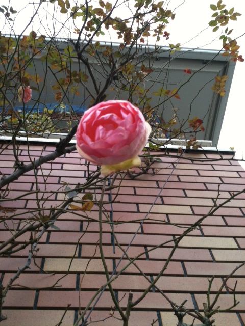 2012年２月のバラ
