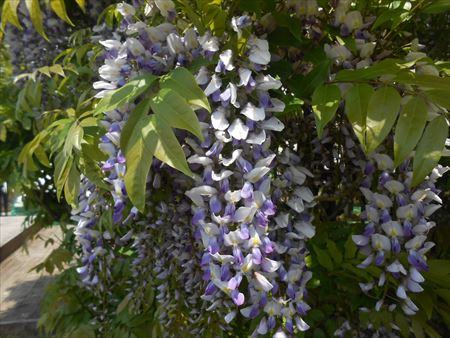 箱根ホテル　藤の花