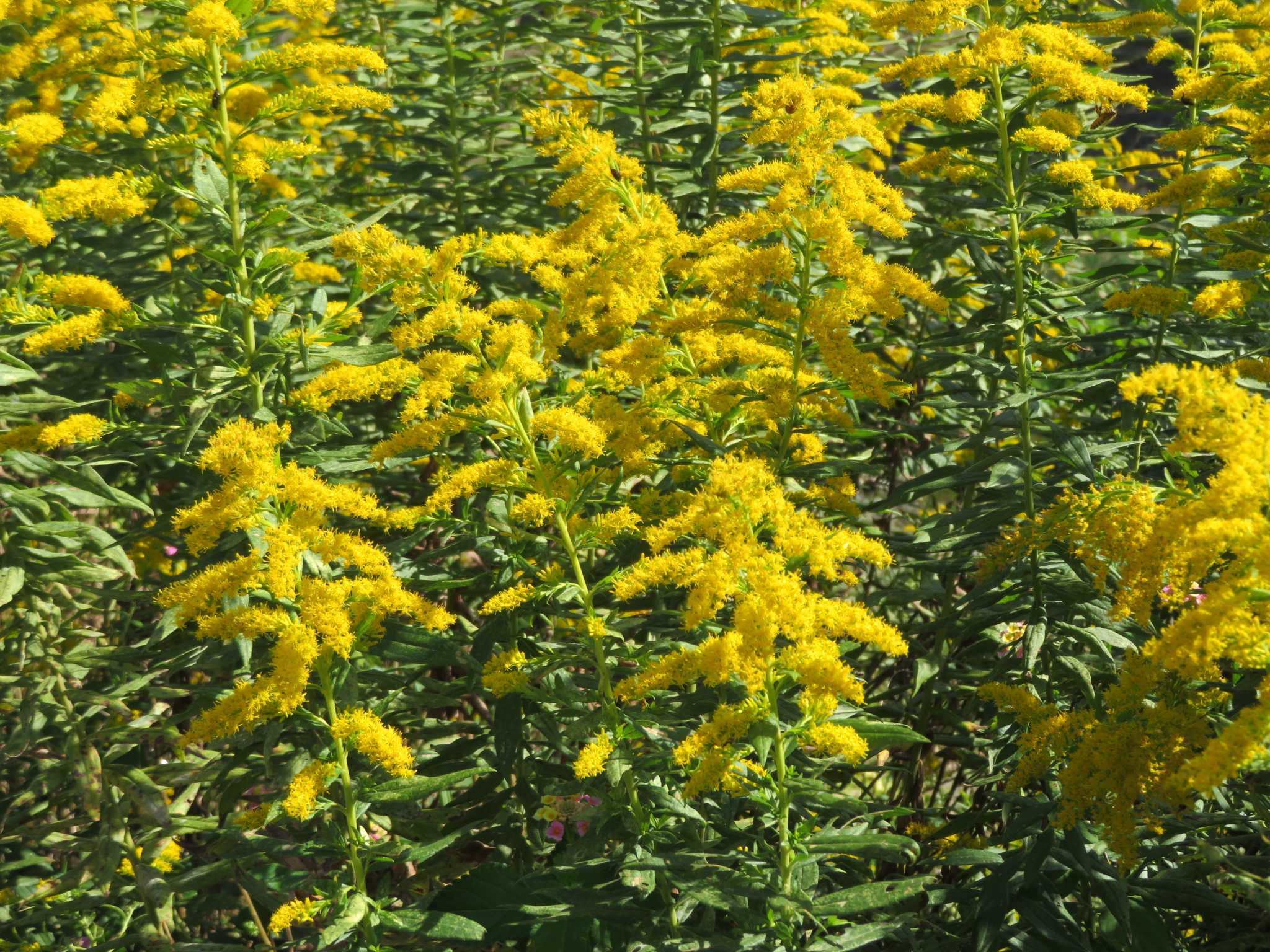 背高泡立草 つばき姫 のウォーキング日和 楽天ブログ