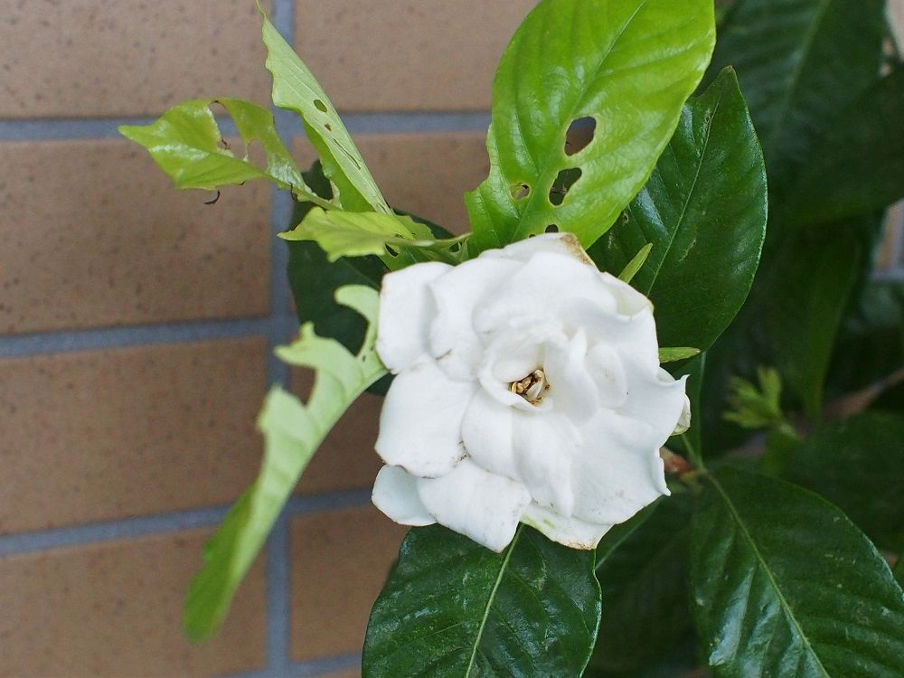 今年のクチナシの花 さざなみ橋日記ブログ 楽天ブログ