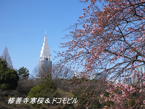 修善寺寒桜