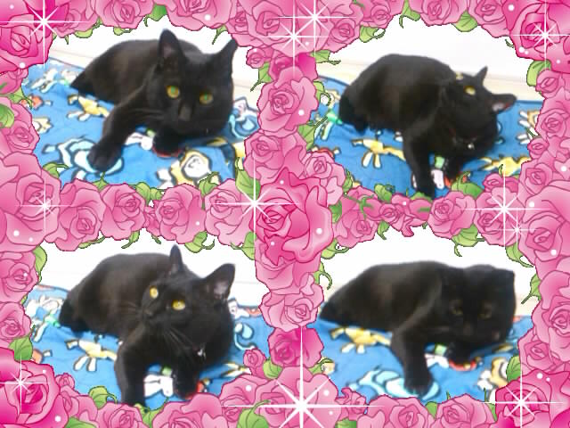 20160713みーこ13-4