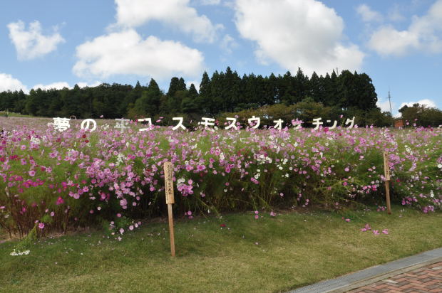 となみ夢の平コスモス