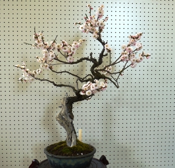盆梅展０７