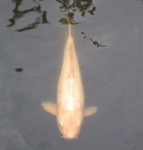 沼２.jpg