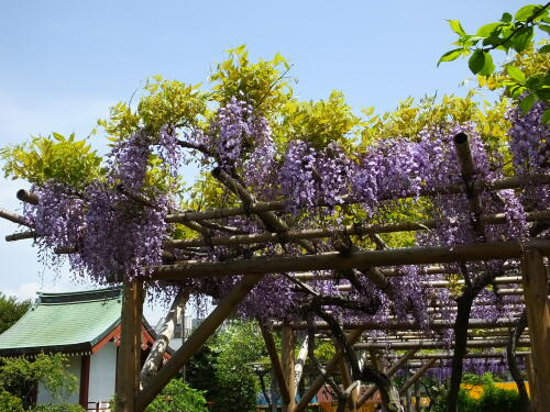 亀戸天神社の藤