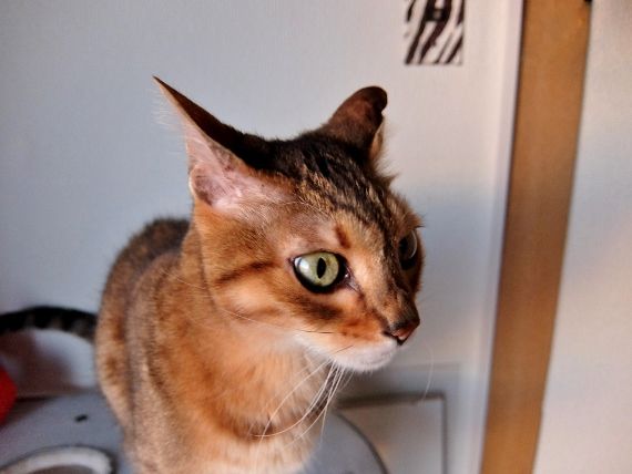 猫 ねこ ネコ イカ耳