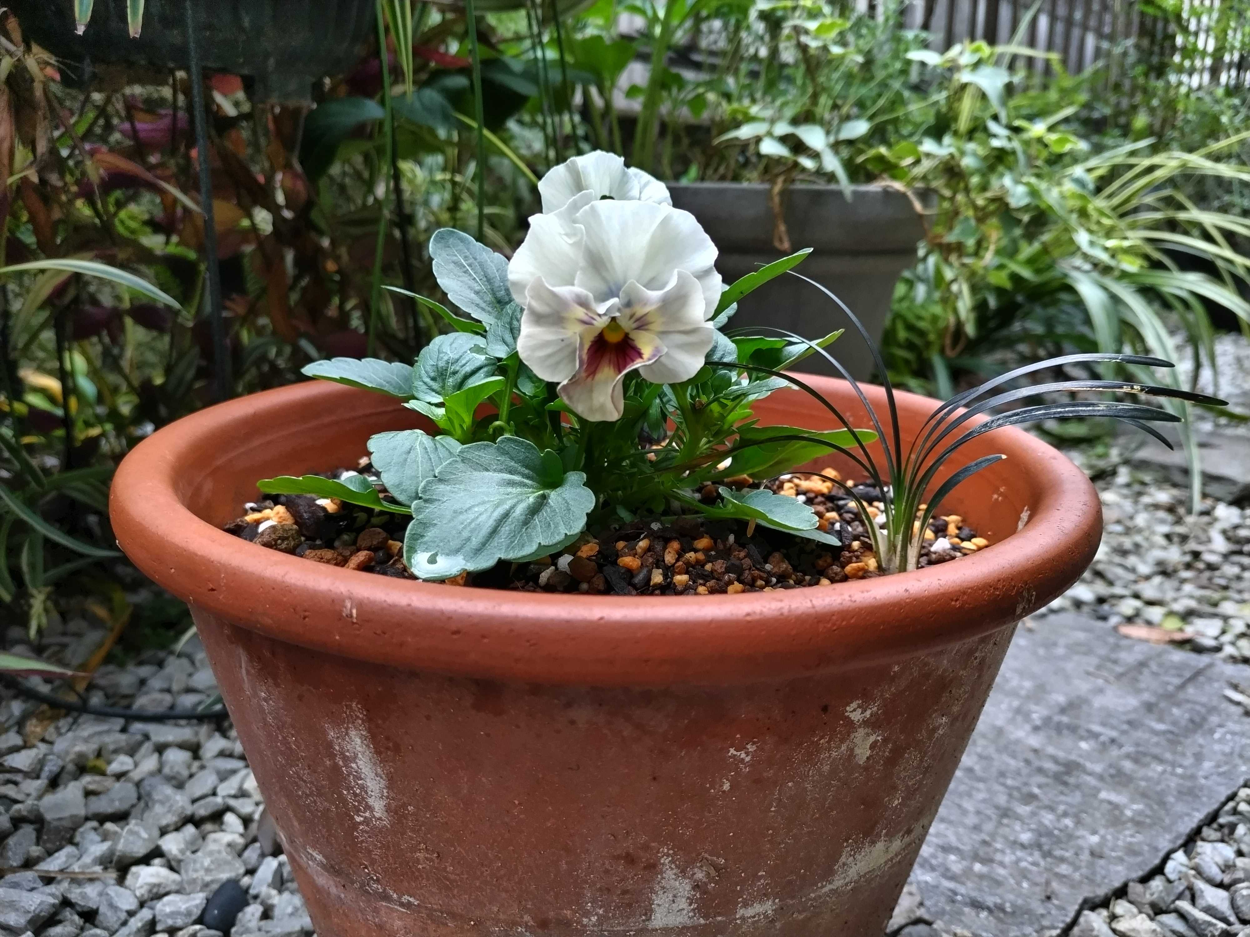 シエルブリエ植え付け 黄色ビオラの寄せ植え切り戻し ジュズサンゴ