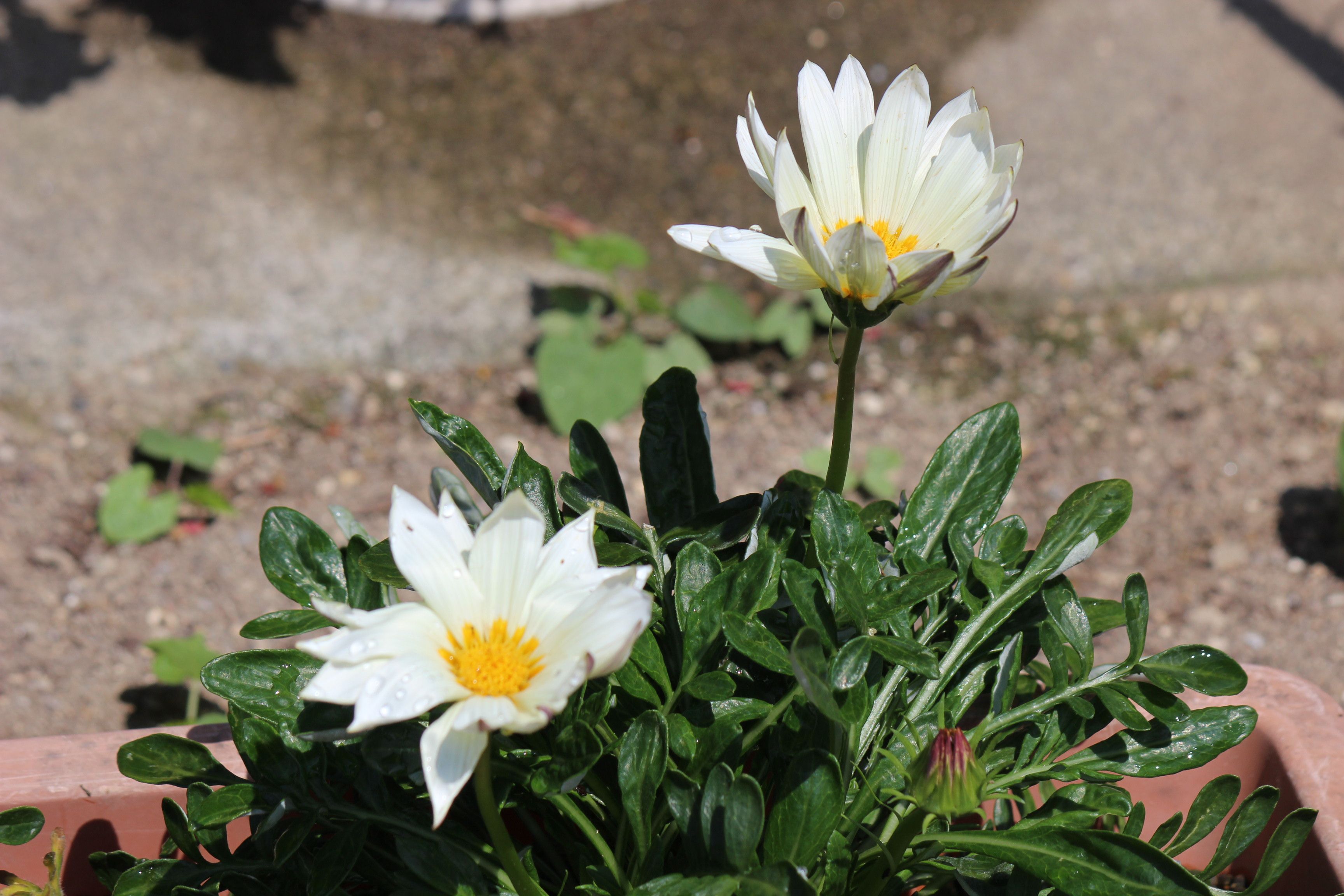 ガザニア つれづれ日記 楽天ブログ