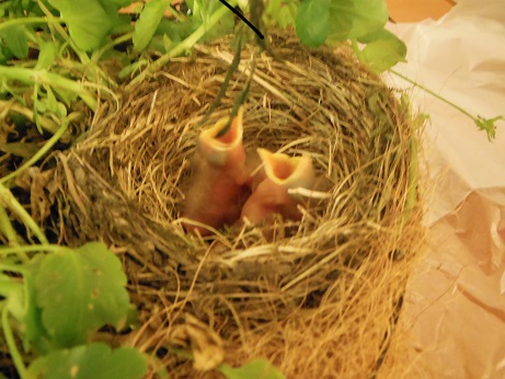 baby birds.jpg