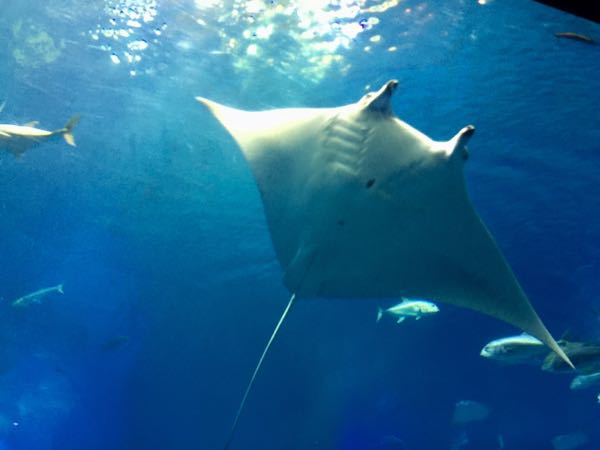 rblog-20170114222250-06.jpg