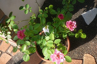 P1330957ss.jpg