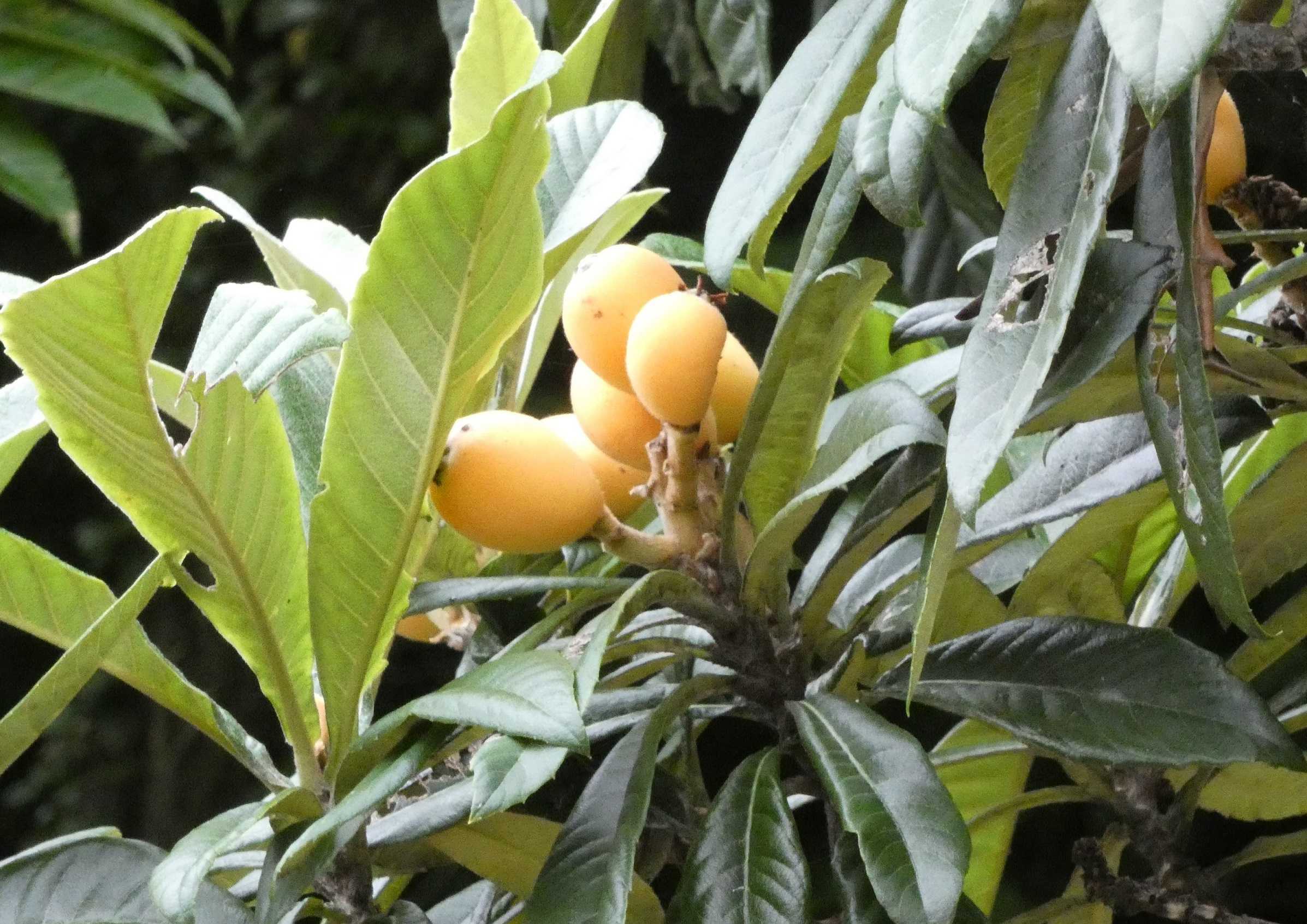 トトロ花壇のベロニカ 景気のいい話 すぷーん ガーデン 楽天ブログ トトロ花壇のベロニカ 景気のいい話 すぷーん ガーデン 楽天ブログ