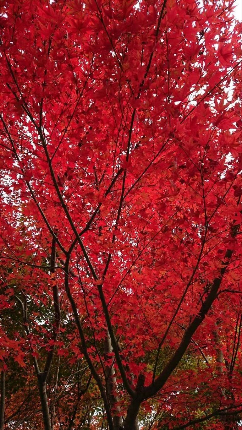 またこの季節がやってくる 雷山千如寺 日帰りの旅研究所 日帰りだって立派な 旅 なのである 楽天ブログ またこの季節がやってくる 雷山千如寺 日帰りの旅研究所 日帰りだって立派な 旅 なのである 楽天ブログ