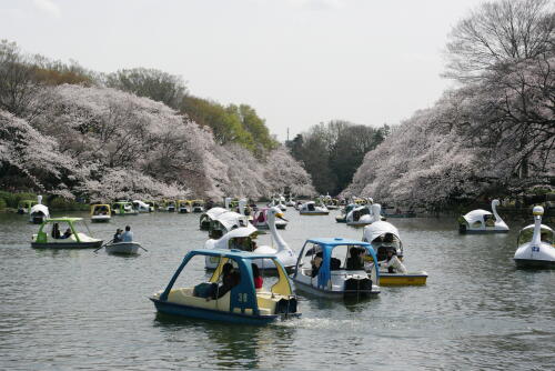 井の頭恩賜公園の桜