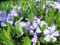 誕生花のないヒメツルニチニチソウ 姫蔓日々草 の花言葉 幼なじみ 日々咲きかわる青紫色の可憐な花の 優しい思い出 弥生おばさんのガーデニングノート 花と緑の365日 楽天ブログ